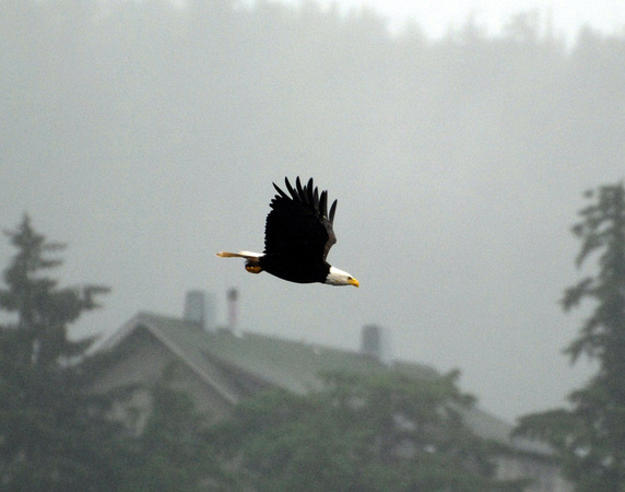 Alaskan Eagles
