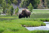 Yellowstone Park animals