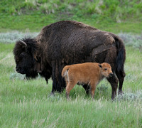 Yellowstone Animals
