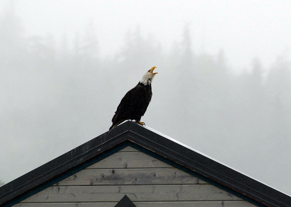 Alaskan Eagles