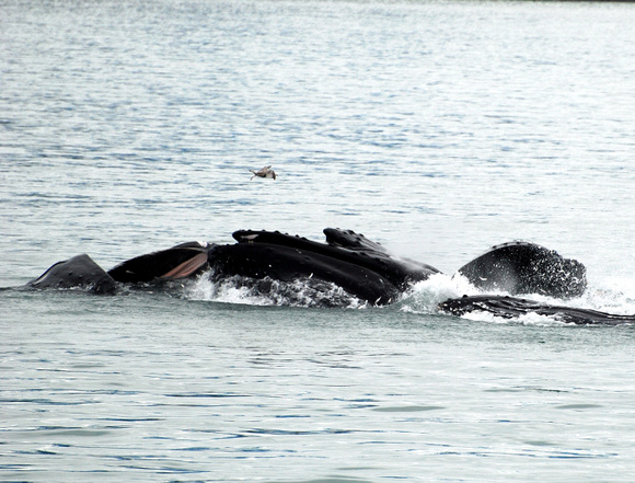Whale watching trip - Juneau, Alaska