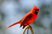 Cardinals, 04/11/20