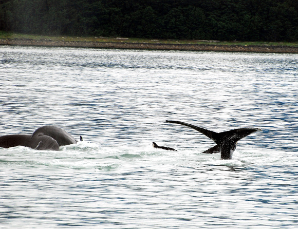 Whale watching trip - Juneau, Alaska