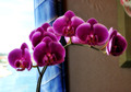 Orchids--and they are real!