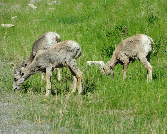 Bighorn Sheep near the entrance to the park.