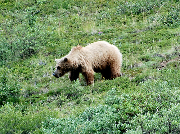 Grizzly Bear - Denali National Park
