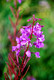 Flowers - Denali National Park