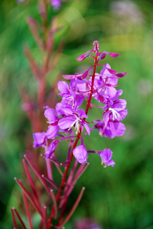 Flowers - Denali National Park