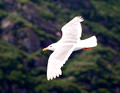 Alaskan Seagull