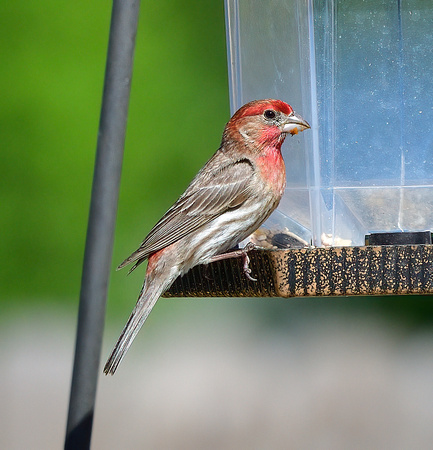 Baby Cardinals