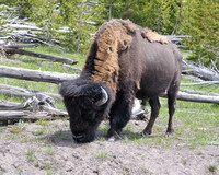 Yellowstone Park animals
