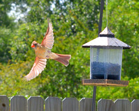 Cardinals In Flight, 05/2020