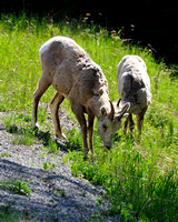 Bighorn Sheep near the entrance to the park.